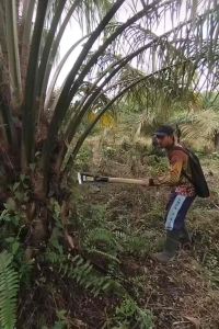 DODOS SAWIT KLS PALM KING PRO SUPER TAJAM ORIGINAL MALAYSIA TOP