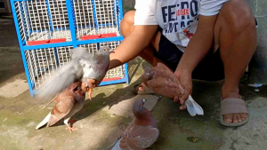 JAMU MERPATI GIRING KERAS "JAMU HEBAT"