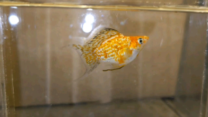 Sunkist Balloon Molly (Male) / 圆尾气球茉莉鱼 (公) (Not random fish）❗️Fish as same order❗️34