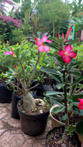 kamboja adenium lokal