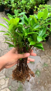 Bibit kimeng stek paket murah isi 20+4