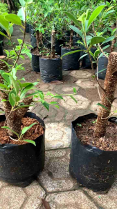 bahan bonsai kimeng pugagan