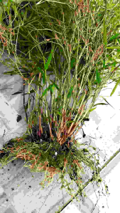 Bibit rumput Bambu tanaman Bonsai 1 dapur