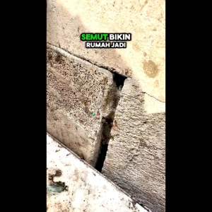 Pembasmi Semut Api Pembasmi Semut RAS 5pcs