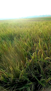 PADI SUPER SIDHENOK 02 BENIH BIBIT BERKUALITAS SUPER 1kg