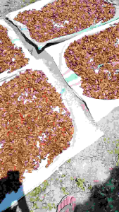 mahoni kering 100 biji sapih anak