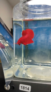 (Same as photo) Super Red Betta Fish Size S+ Ikan Laga Show Gred