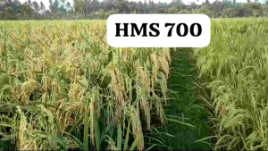 Benih Padi Bibit Padi HMS700 Kemasan 5kg