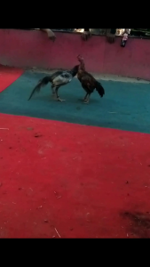 ไข่ไก่ชนพม่าผ่านสนามจริง