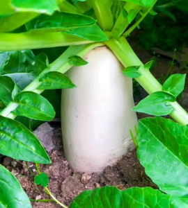 50 BUTIR /BENIH TANAMAN LOBAK PUTIH RADISH