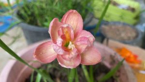 015.หัวดอกบัวดิน Pink Mapal หัวละ 100 บาท