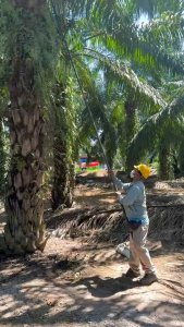 ชุดใบเคียว พีเอ โปรเจค ปรับองศา