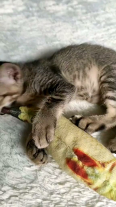 BONEKA IKAN LUCU MAINAN KUCING & ANJING