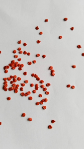 BENIH BIJI CABAI MERAH KALIBER TAHAN VIRUS PAKET 100 BUTIR BENIH CABAI KALIBER