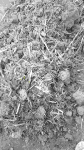 ĐẤT THỊT TRỒNG CÂY (ĐẤT PHÙ SA MẶT RUỘNG KHÔNG PHA TRỘN) 3kg