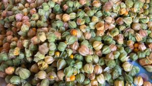 Buah Ciplukan Cecenet Segar 1 KG Termurah