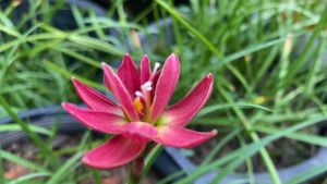 010.หัวดอกบัวดิน Silver Edge หัวละ 30 บาท