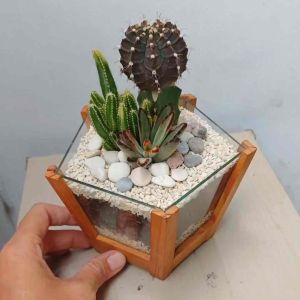 Terarium kaktus dan sukulen hidup pot segilima