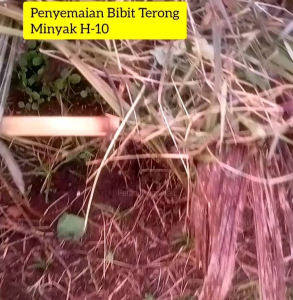 150 BUTIR BIJI/BENIH TERONG BULAT HIJAU MINYAK KEMASAN F1 (REPACK)