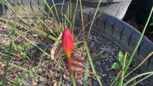 ฎ.หัวดอกบัวดิน Red Star หัวละ 15 บาท