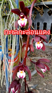 กะเรกะล่อนแดง cymbidium atropurpureum