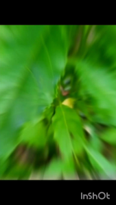 พญาล้างไต 250 มก. ขนาด 200 แคปซูล ล้างได้ทุกระยะ