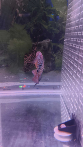 NEW 3.5~4 inch VIP HIGH QUALITY F2 Red kamfa Big Boom Head Flower Horn Nice Fish Full Body Pearl Big Kok Colour Red Limited Stock Aquarium Fish Decorations