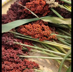 BIJI | BENIH TANAMAN SORGUM MERAH BIOGUMA