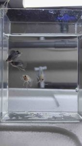 🔥HOT@NEW@RARE🔥 MINI PANDA GLASSBELLY SHORTBODY 🇻🇳 Guppy Fish Pair (PREMIUM TOP GRADE)