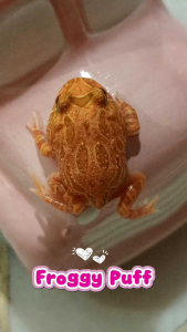 红色系-草莓角蛙/宠物角蛙 3CM Red Series Strawberry Pacman Frog/Horned Frog