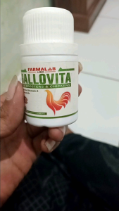 Suplemen Ayam Petarung Bangkok: Nutrisi Harian & Vitamin Aduan