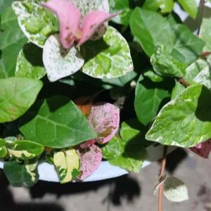 CÂY THẰN LẰN THÁI CẨM THẠCH