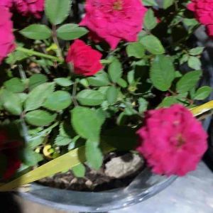 CÂY HOA HỒNG TỈ MUỘI