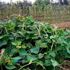 [TERLARIS] BIJI/BENIH TANAMAN KACANG TUNGGAK TOLO