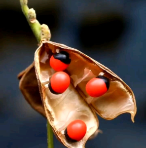 BIJI/BENIH SAGA RAMBAT BINTIK HITAM | KERAJINAN | KOLASE