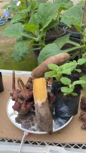 Paket 4 Bibit Umbi Yakon Bertunas Usia 20-25 Hari Labih aman dalam pengiriman