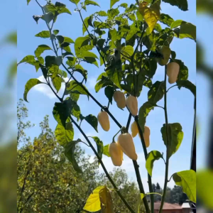 5 BIJI BENIH CABE WHITE GIANT HABANERO REPACK
