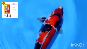 Heiwa Growth Colour Premium Koi Food 1 kg