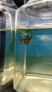 (Same as photo) Hulk AOC Betta Fish Size S Ikan Laga Show Gred
