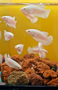 PLATINUM WHITE BETTA / RANDOM PICK