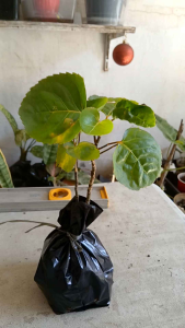 Polyscias scutellaria (commonly known as shield aralia or plum aralia) live plant in polybag