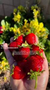 เมล็ดสตรอเบอร์รี่แดง สีแดง บรรจุ100-150เมล็ด เมล็ดนำเข้า พันธุ์แท้ 100% สายพันธุ์ OPบรรจุ70-100เมล็ด