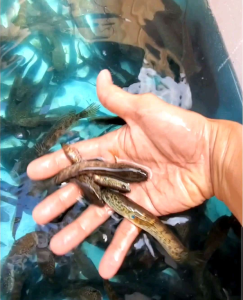 CHANNA COBRA (AURANTIMACULATA) 4/5" INDIA IMPORTED HIGH GRADE TOP SALES NEW BATCH NOV2023 🔥🔥🔥