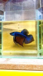 Wild betta smaragdina guitar blue green male saiz M to L / ikan laga / figther fish random pick