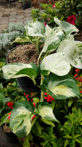 Njoy Pothos / 绿萝 Njoy / Sirih Njoy / मनी प्लांट Njoy (Singapore Pothos Plant) – Air Purifying Fast Growing Low Mainten