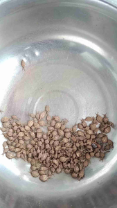 Undur-Undur Hidup: Mainan Edukatif & Hewan Peliharaan Unik