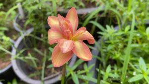 016.หัวดอกบัวดิน Golden Magic หัวละ 50 บาท