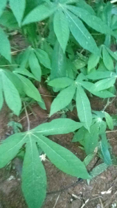 Benih singkong Buntet 3 batang besar siap kirim