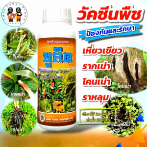 [2 แถม 1] ตราเงาะคู่ ซูลิค ป้องกัน รากเน่า โคนเน่า เน่าคอดิน เหี่ยวเขียว รากดำ