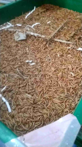 Ulat Hongkong hidup 100 gram